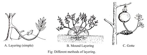 ARTIFICIAL VEGETATIVE PROPAGATION - CUTTING, LAYERING, GRAFTING