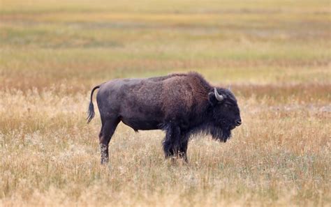 Hundreds of Bison Migrating Out of Yellowstone to be Hunted Down Under Government-Sponsored ...