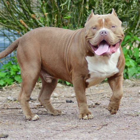 25 Excited American Bully Xxl Kennels Picture HD - Bleumoonproductions