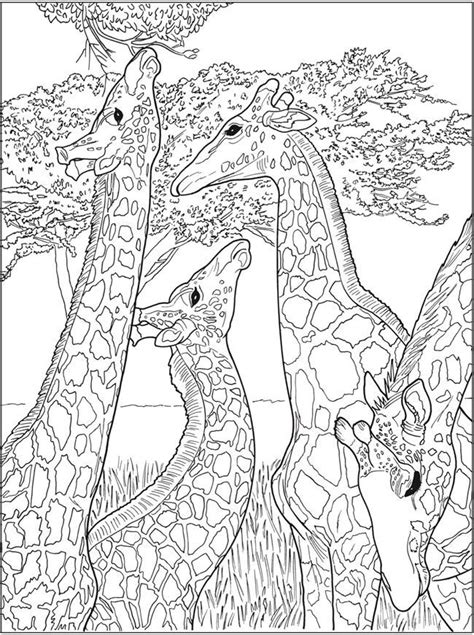 Flamingo Coloring Page ~ Drawing Coloring Pages | Waldo Harvey