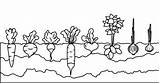 Root Vegetables Coloring Pages sketch template