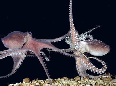 Octopus studies detail strange behavior and genetics - LA Times