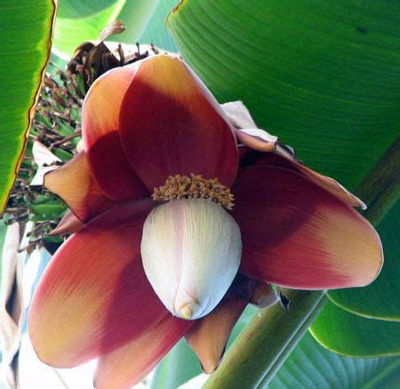 Abaca | Philippine Plant, Fiber Uses & Properties | Britannica