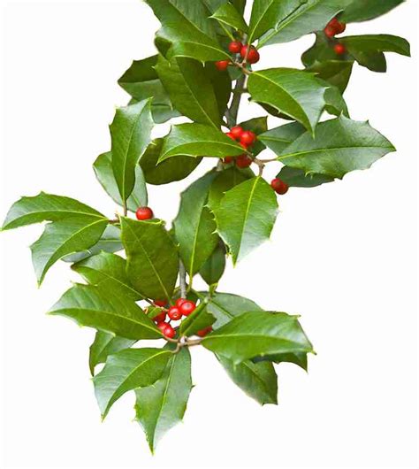 American Holly: Native Plant of the Month - Tara Wildlife