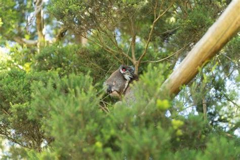 Meet The Koalas - Phillip Island Nature Parks