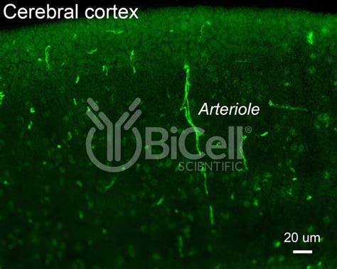 Claudin-5 (CLDN5) antibody - BiCell Scientific®