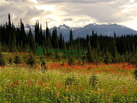 PhotosCanada.com Gallery :: Revelstoke National Park of Canada, Alpine ...