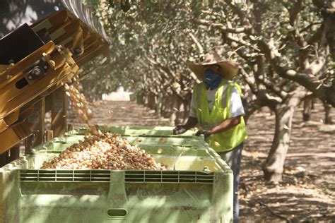 Preparing for Pistachio Harvest | West Coast Nut