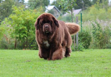 Beautiful big brown Newf from Estonia | Newfoundland puppies, Newfoundland dog, Newfoundland dog ...