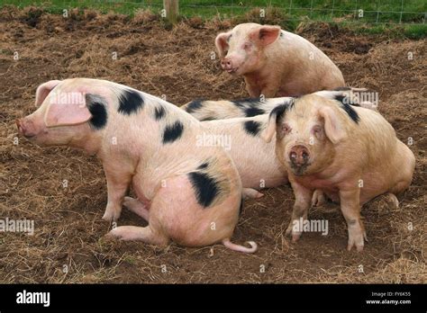 Traditional historic Gloucester Old Spot pigs on a farm in ...