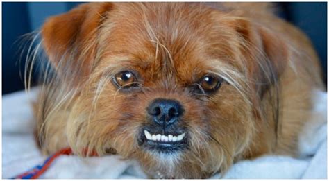 Underbite Dog Breeds And Other Teeth Problems