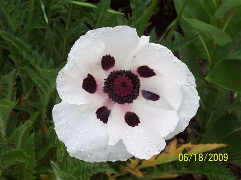 White Poppy | White poppy, Floral rings, Floral