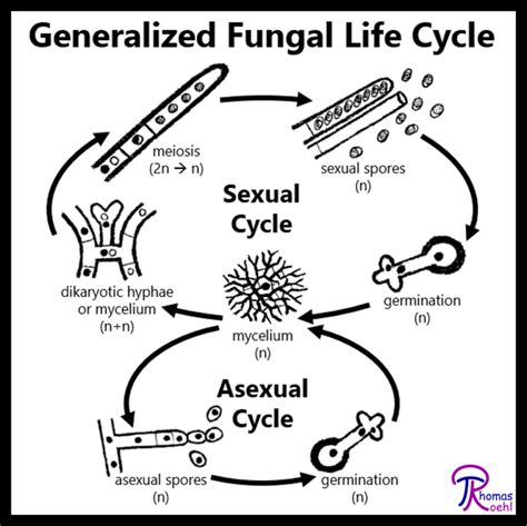 #009: Overview of the Fungal Life Cycle – Fungus Fact Friday