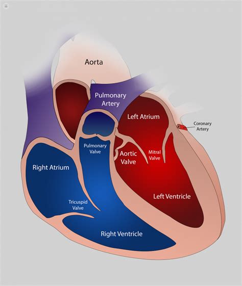 mitral valve prolapse lifespan - Antoine Baird