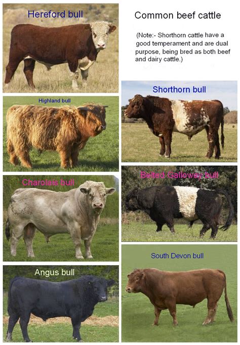 Real Farmwives Discuss: Differences Between Dairy Cows and Beef Cows | Dairy cows, Beef cow ...