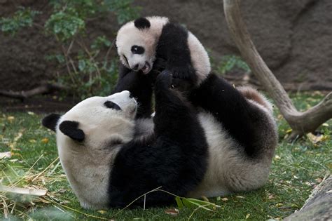 Behavior - The Giant Panda