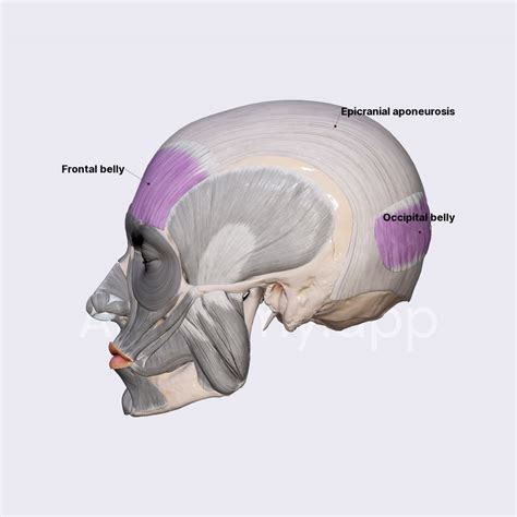 Epicranius Muscle