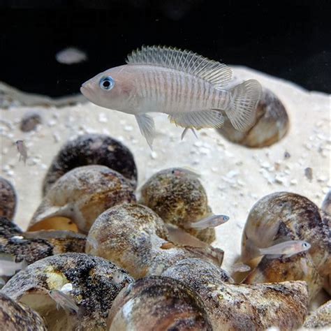 How do you breed a neolamprologus Multifasciatus? - DIY Seattle