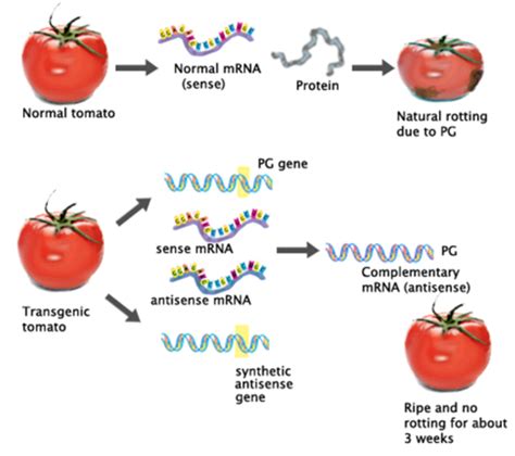 Tales of scientific journeys: GM foods- panacea or poison?