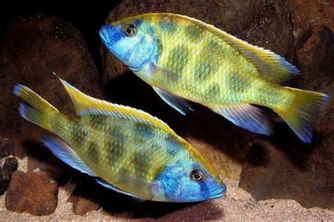 Difference Between Mbuna, Aulonocara and Haplochromis Malawi Cichlids ...