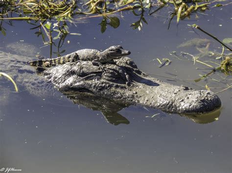 Baby on Board at Brazos Bend State Park, Texas. : r/Alligators