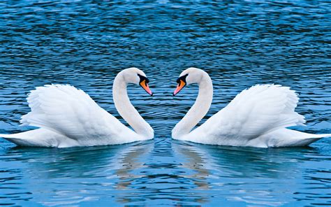 Swan Love Wallpapers | HD Wallpapers