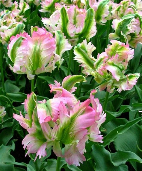 Tulip Green Wave - Green Tulips - Tulips - Flower Bulb Index | Bulb flowers, Parrot tulips ...