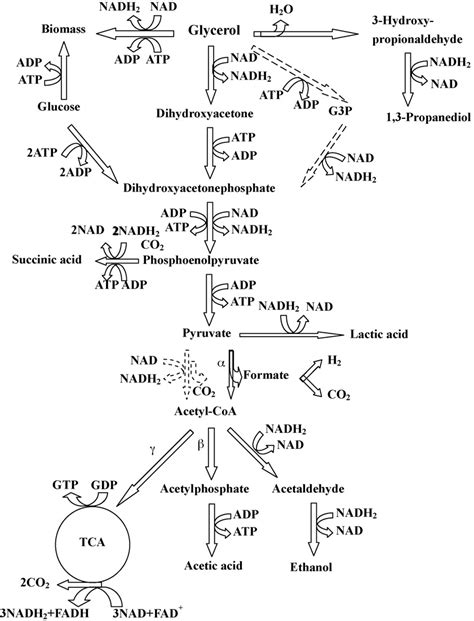 Pathways of glycerol and glucose co-metabolisms in Klebsiella... | Download Scientific Diagram