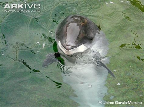 Harbour Porpoise Fun Fact | Azores Whale Watching TERRA AZUL™