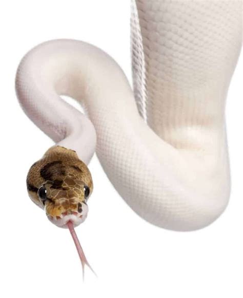 Piebald Ball Pythons: A Complete Guide with Pictures and Facts - Embora Pets