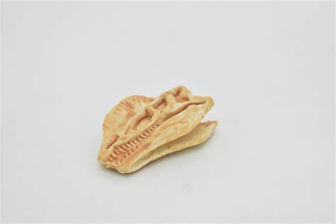 Dilophosaurus, Dinosaur Skull Fossil, Very Realistic Rubber Reproduction 2" CH127 B231