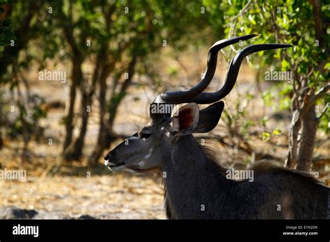 African Greater Kudu Antelope, elegant woodland inhabitant native to Africa Stock Photo - Alamy