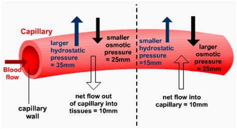 Human Physiology – Systemic Blood Pressure (Outline) | Genius