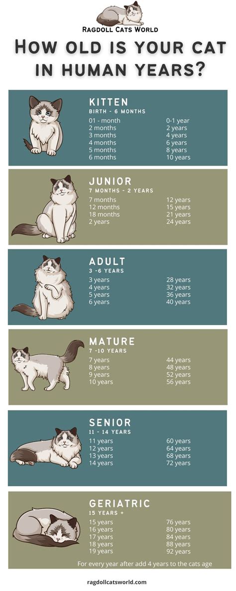 Cat Years to Human Years Age Chart - Ragdoll Cats World | Cat years, Cat ages, Cat facts