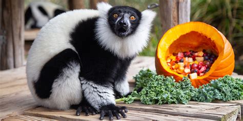 Black-and-white ruffed lemur | Smithsonian's National Zoo and Conservation Biology Institute