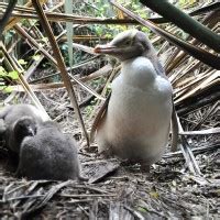 Yellow-eyed Penguin Habitat - Tumu Toka Curio Scape