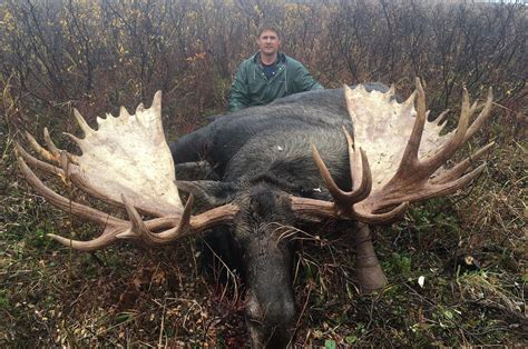 Alaska moose huge in every way | The Spokesman-Review