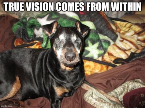 Image tagged in blind dog true vision - Imgflip