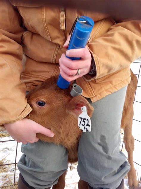 Dehorning dairy calves- The how and why of horns.