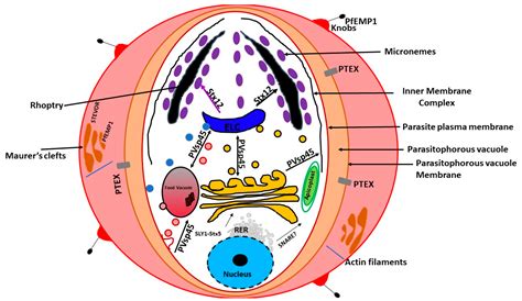 Plasmodium Falciparum Structure