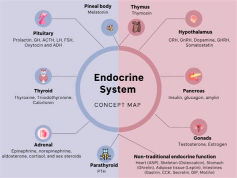 Endocrine system concept map - My Endo Consult