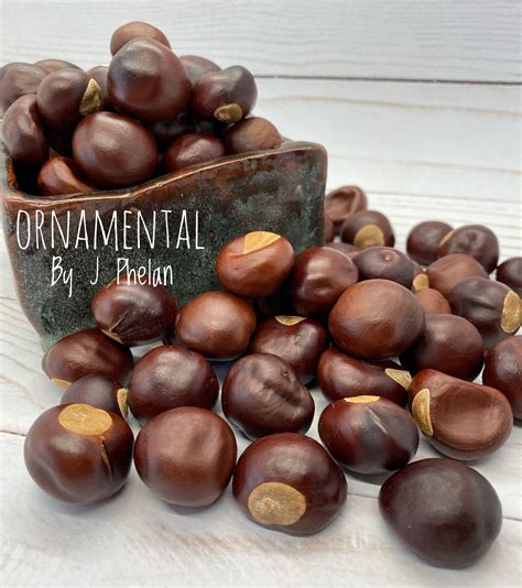 Buckeye Nuts 3/4 lb 95 Small size Real Dried Buckeyes | Etsy