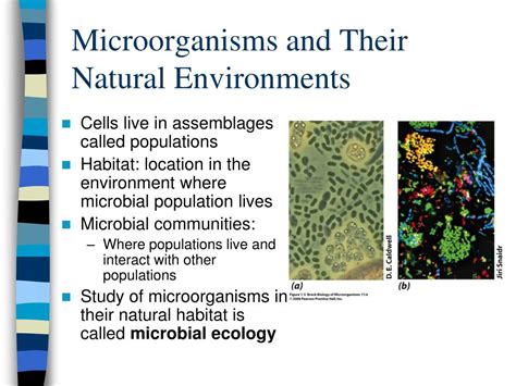 PPT - Introduction to General Microbiology PowerPoint Presentation, free download - ID:237633