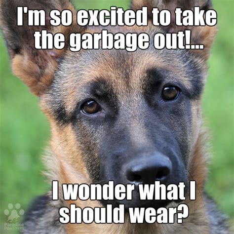 🗑👕👖👚🗑👕👖👚 | Funny dog pictures, Animal captions, Dog photos