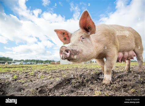 Happy pig on an organic farm in the UK Stock Photo - Alamy