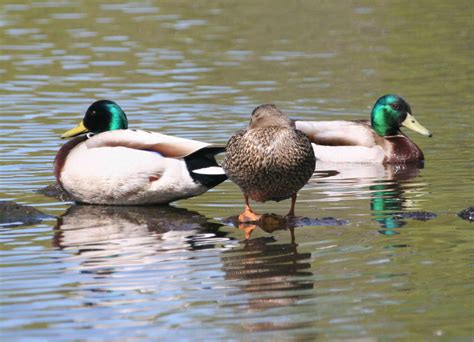 Free picture: mallards, ducks, wild, mallards