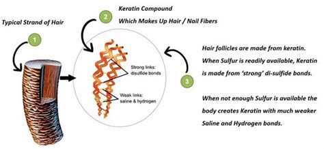 Keratin: The Secret To Hair Growth? - Haarwerk Frankfurt - Friseur ...