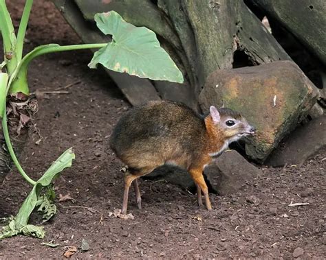 Java Mouse-Deer - Facts, Diet, Habitat & Pictures on Animalia.bio