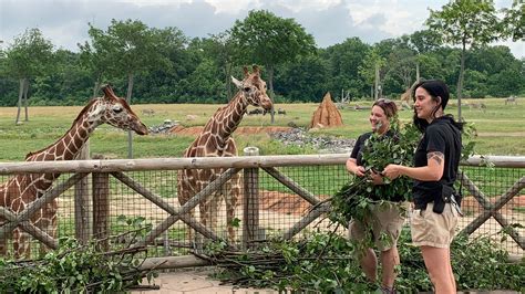 AEP Ohio provides Columbus Zoo and The Wilds food for animals