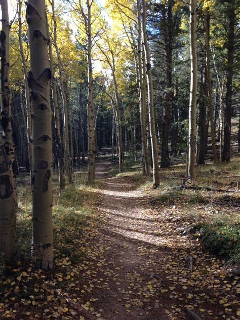 Aspen Grove on Mason Creek Trail